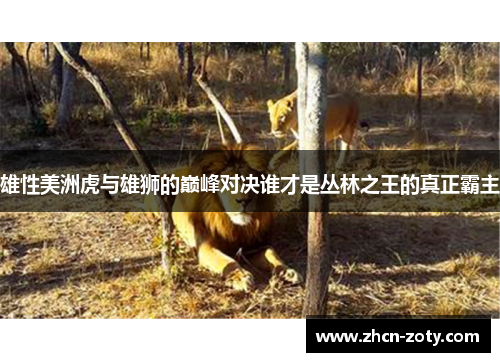 雄性美洲虎与雄狮的巅峰对决谁才是丛林之王的真正霸主
